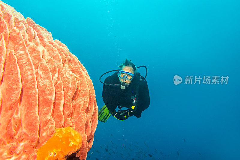 潜水员在巨桶海绵珊瑚周围游泳(Xestospongia muta)